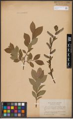 Foto von Salix caprea L. x Salix daphnoides Vill.